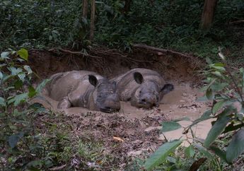 Ditentang, Rencana Translokasi Badak Sumatra oleh Cincinnati Zoo