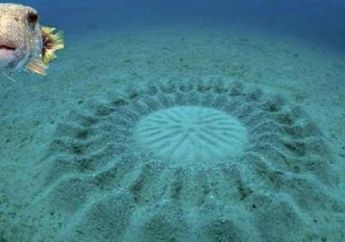 Benarkah Ikan Buntal Pembuat "Crop Circle" di Dasar Laut?
