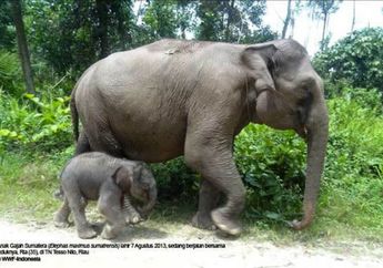 Sambut Kelahiran Bayi Gajah di Tesso Nilo