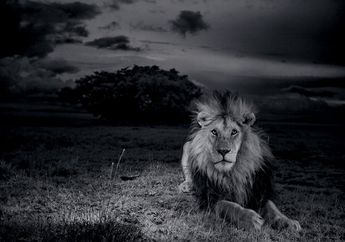 Singa Serengeti