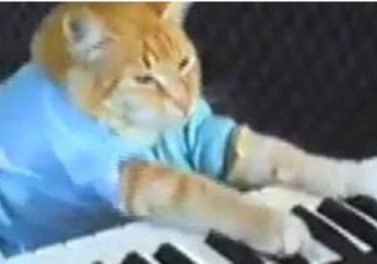 Festival Video Kucing Digelar di Londonderry