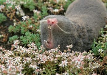 Bagaimana Tikus Mondok Buta Hindari Kanker?