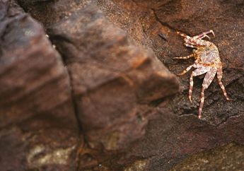 Sawarna, Mutiara Terpendam di Banten (1)