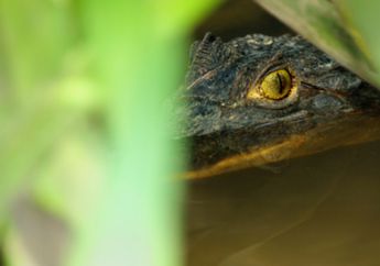 Musuh Terbesar Buaya Caiman: Pisang