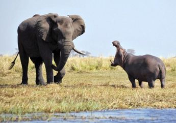 Ketika Gajah dan Kuda Nil Bersitegang