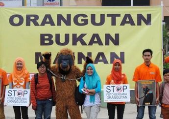 Hentikan Perburuan Orangutan!