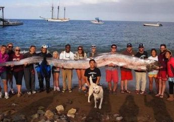 Lima Fakta Oarfish "Si Monster Laut" (II)