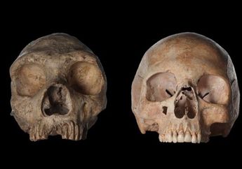 Manusia dan Neanderthal Berpisah Lebih Awal?