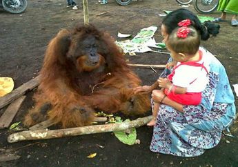 Orangutan Malang, Orangutan Berpulang