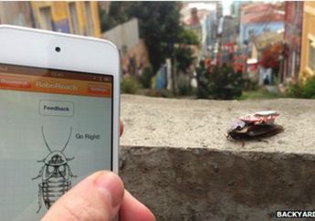 Eksperimen terhadap Kecoak Ini Dianggap Kejam