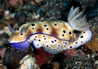 Ketika Kawin, Siput Laut Saling Menusuk Kepala Pasangannya