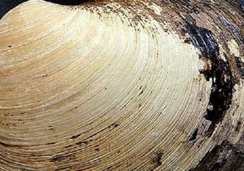 Ming, "Quahog" Tertua Terbunuh di Tangan Ilmuwan