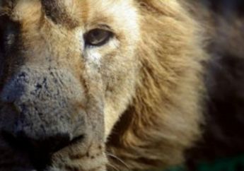 Di Kebun Binatang, Singa Jantan Terkam Betina di Muka Pengunjung