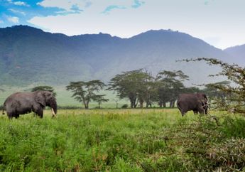 Definisi Baru Safari Afrika