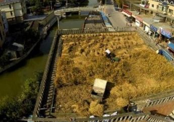 Petani Cina Berhasil Membuka Sawah di Atap Gedung