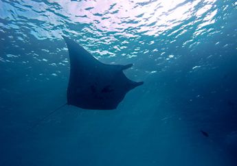 Indonesia MIliki Kawasan Konservasi Pari Manta Terbesar di Dunia