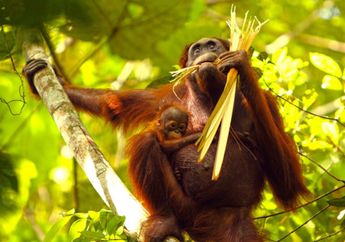 Anggota Keluarga Baru Orangutan Taman Nasional Kutai