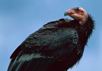Menjajaki Spesies di Muka Bumi (2)