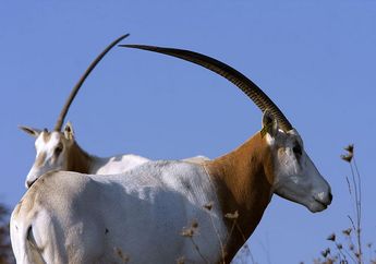 Tanduk-tanduk Aneh di Kerajaan Hewan Afrika