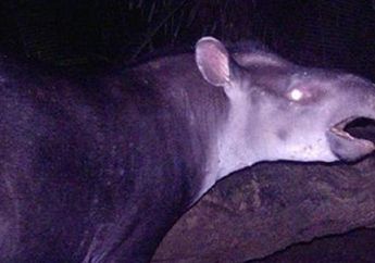 Tapir Jenis Baru Ditemukan di Hutan Amazon