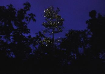 Dilingkupi Terang Kunang-Kunang