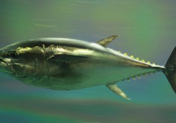 Ikan Tuna Termahal di Dunia, Terjual Rp841 Juta