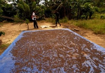 Orang Masen Berdamai dengan Gajah