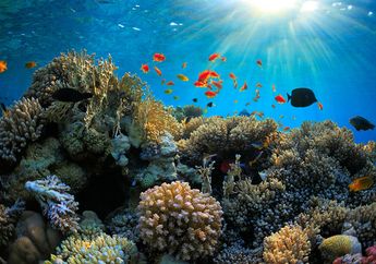 Penemuan Spesies Black Coral Baru di Kepulauan Hawaii