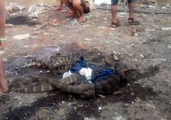 Panen Biawak di Tengah Derasnya Ciliwung