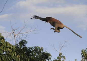 Konversi Lahan Gerus Habitat Bekantan Sungai Hitam