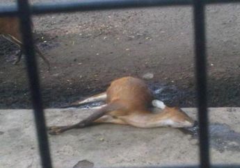 Kijang Bentina Kebun Binatang Surabaya Ditemukan Mati