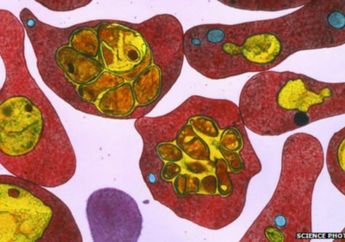 Malaria Menyebar ke Wilayah Dataran Tinggi