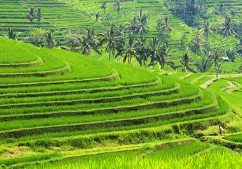 Demokrasi Bali