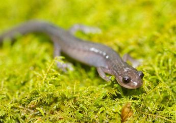 Habitat Hangat Ciutkan Salamander