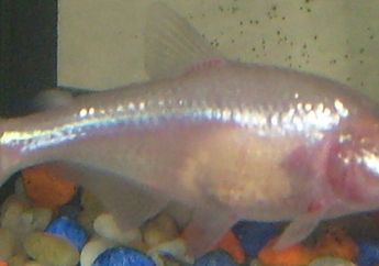 Terungkap, Cara Ikan Buta Melihat Sekelilingnya