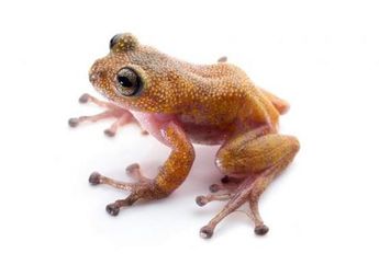 Katak yang Baru Ditemukan Ini Berkulit Seperti Ampelas