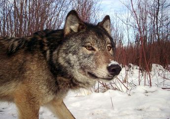 Menyelamatkan Serigala Isle Royale (1)