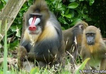 Monyet Mandrill Mampu Buat Alat Pembersih Kuku