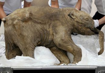 Fosil Bayi Mamut Paling Awet Dipajang di Museum London
