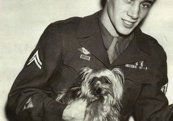 Peran Anjing Militer dalam Perang