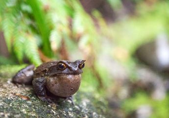 Satwa Endemik Kinabalu