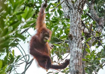 Orangutan di Rasa Ria, Sabah