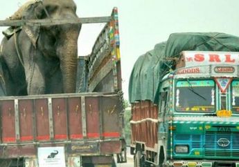 Air Mata Bahagia Sang Gajah Usai Dirantai Selama 50 Tahun