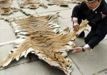 Tiongkok Akui Beri Izin Perdagangan Kulit Harimau