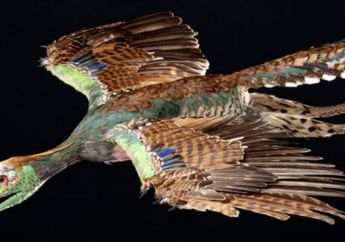 Burung Diyakini adalah Evolusi Dinosaurus