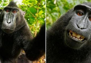 Apa Alasan Wikipedia Tolak Cabut Foto "Selfie" Seekor Yaki?