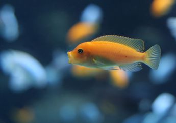 Ternyata, Ingatan Ikan Tergolong Baik