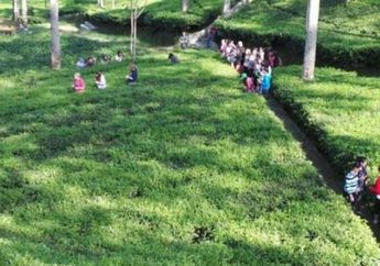 Menikmati Hijaunya Agrowisata Kebun Teh Tambi Wonosobo