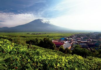 Perkebunan di Kaki Gunung Api