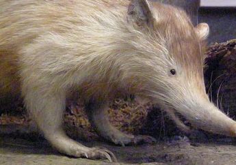 Sejenis Tikus Raksasa Berbisa Ditemukan di Kalimantan Timur